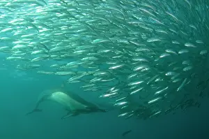 Transkei: Common Dolphins pod chasing baitball (school of