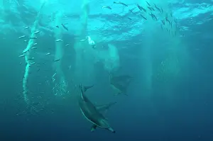 Transkei: Common Dolphins pod chasing baitball (school of