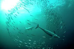 Transkei: Common Dolphins pod chasing baitball (school of