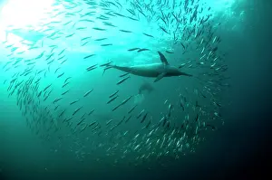 Transkei: Common Dolphins pod chasing baitball (school of
