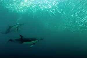 Transkei: Common Dolphins pod chasing baitball (school of
