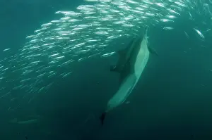 Transkei: Common Dolphins pod chasing baitball (school of