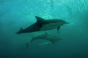 Transkei: Common Dolphins pod chasing baitball (school of