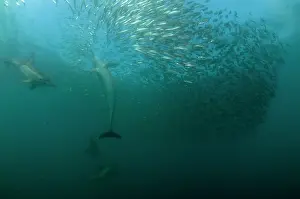 Transkei: Common Dolphins pod chasing baitball (school of