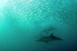 Transkei: Common Dolphins pod chasing baitball (school of