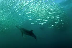 Transkei: Common Dolphins pod chasing baitball (school of
