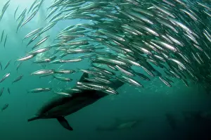 Transkei: Common Dolphins pod chasing baitball (school of