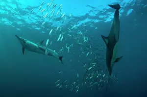Transkei: Common Dolphins pod chasing baitball (school of