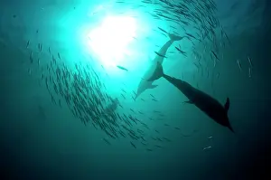 Transkei: Common Dolphins pod chasing baitball (school of