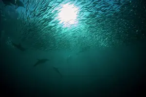 Transkei: Common Dolphins pod chasing baitball (school of