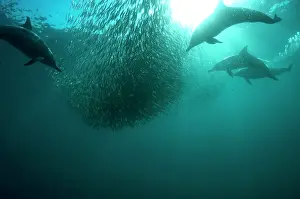Transkei: Common Dolphins pod chasing baitball (school of