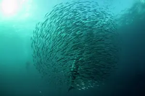 Transkei: Common Dolphins pod chasing baitball (school of