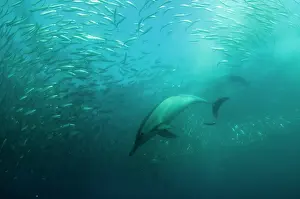 Transkei: Common Dolphins pod chasing baitball (school of