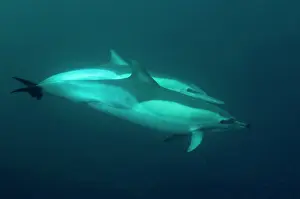 Delphinus: Common Dolphins swimming