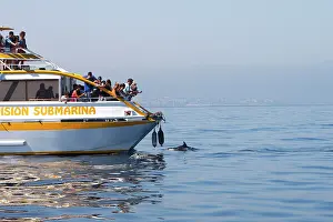Gibraltar: Common Dolphins - swimming alongside whale watching