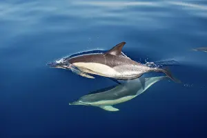 Gibraltar: Common Dolphins - swimming in the strait of Gibraltar