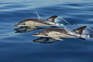 Gibraltar: Common Dolphins - swimming in the strait of Gibraltar