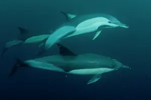Trio: Common Dolphins trio swimming