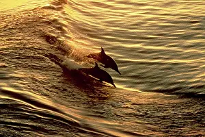 Delphis: Common Dolphins - two, leaping through water