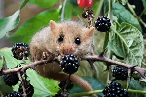 Hazel: Common Dormouse (muscardinus avellanarius), Normandy