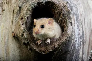 Hazel: Common Dormouse (muscardinus avellanarius), standing