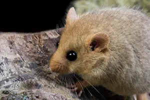 Hazel: Common Dormouse (muscardinus avellanarius), Normandy