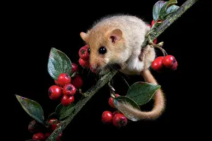 Hazel: Common Dormouse (muscardinus avellanarius), standing