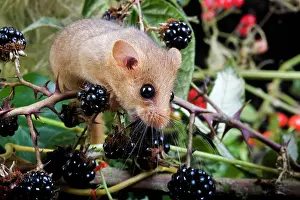 Hazel: Common Dormouse (muscardinus avellanarius), Adult