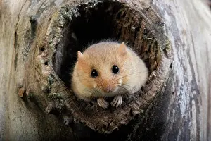 Hazel: Common Dormouse (muscardinus avellanarius), Adult