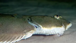 Solea: Common / Dover Sole