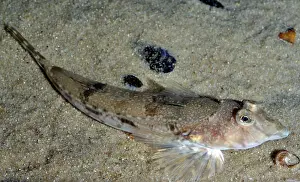 Dragonet: Common Dragonet