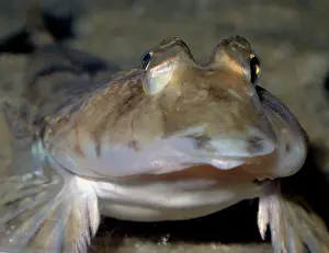 Dragonet: Common Dragonet