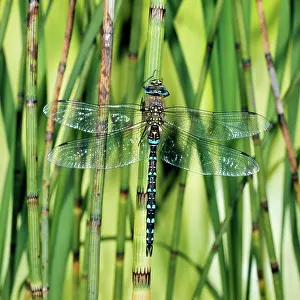 Juncea: Common Dragonfly