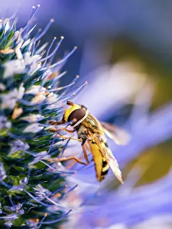 200722: Common Drone Fly (Eristalis tenax) on blue flower