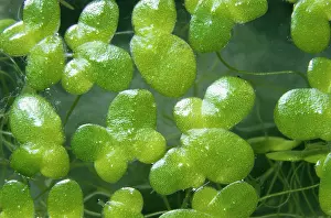 Emma Coghlan: Common Duckweed
