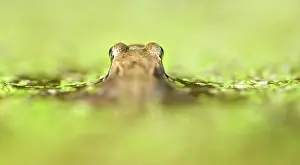 Duckweed: Common Duckweed