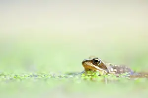 Duckweed: Common Duckweed