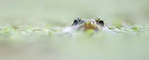 Duckweed: Common Duckweed