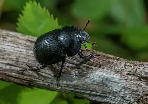 Coleopteran: Common Dumble Dor, Geotrupes spiniger, or simila
