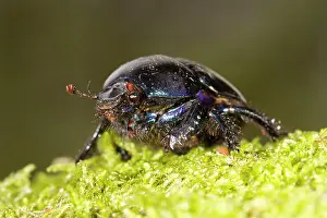 Dung: Common Dung Beetle (Geotrupes stercorarius), Horse