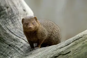 Mongooses: Common Dwarf Mongoose (Helogale parvula), Ethiopia