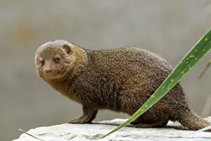 Mongooses: Common Dwarf Mongoose (Helogale parvula), Ethiopia