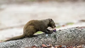 Parvula: Common dwarf mongoose in Kruger National park