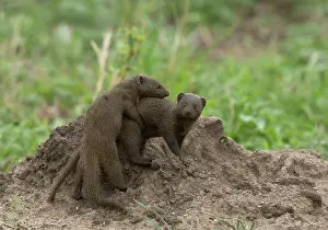 Mongooses: Common Dwarf Mongoose pair playing Kruger National