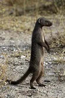 Parvula: Common Dwarf Mongoose - standing on hind legs