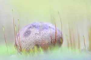 Pigskin: Common earth ball