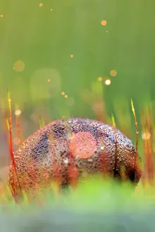 Flash: Common earth ball