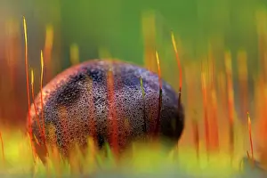 Flashlight: Common Earthball