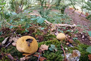 Earthball: Common Earthball - Godolphin Woods