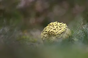 Toadstool: Common Earthball (Scleroderma citrinum) on the